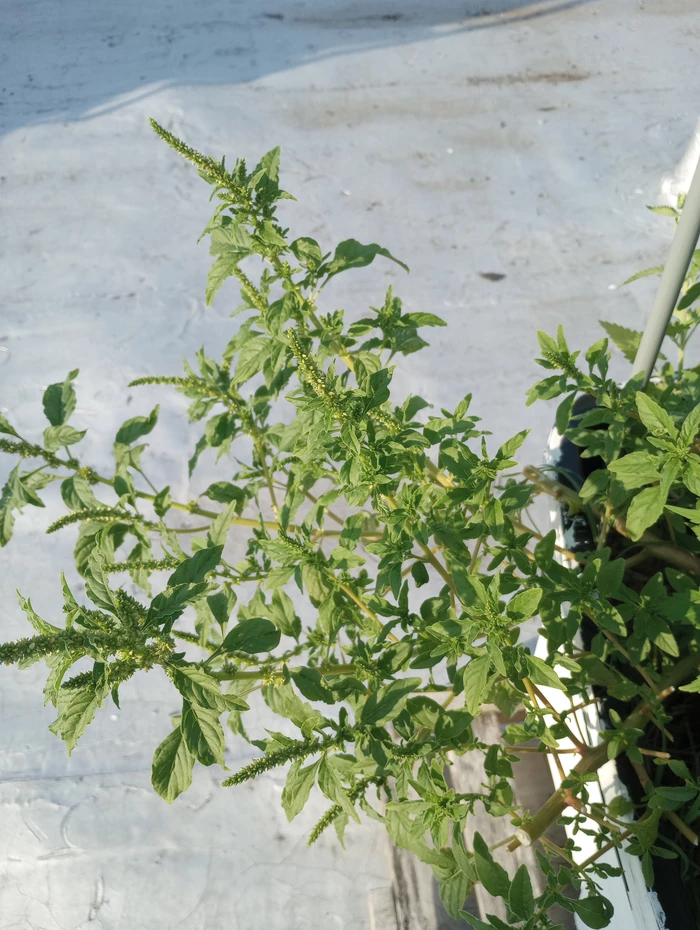 pigweed