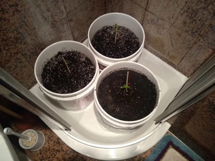 plants in buckets in shower