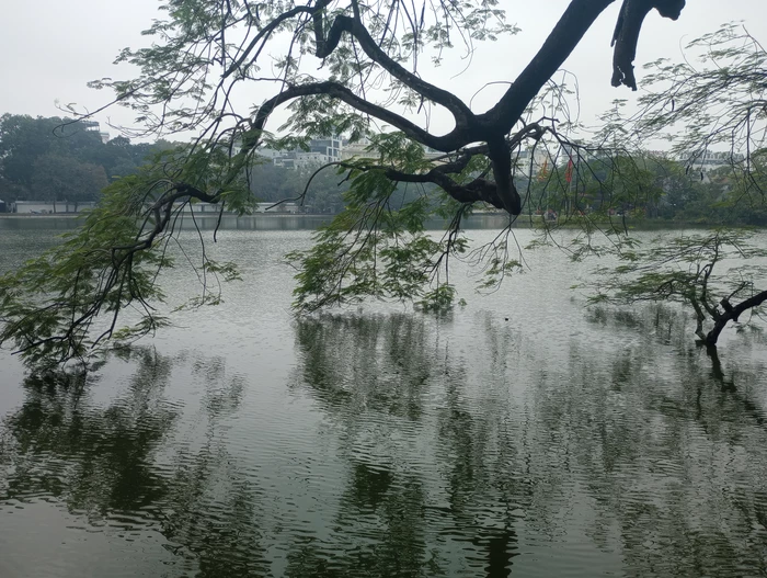 reflection of tree in water