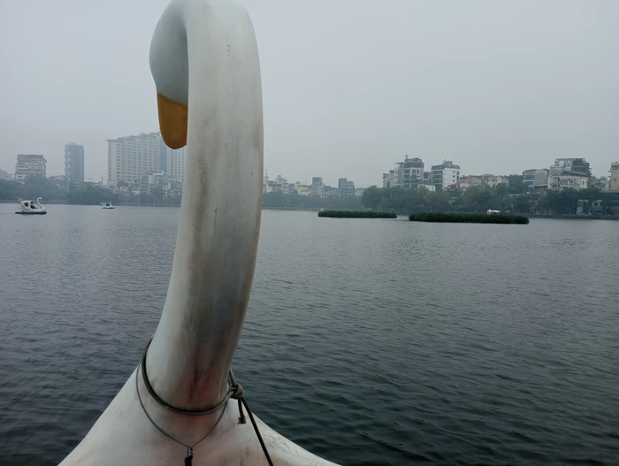 swan paddle boat