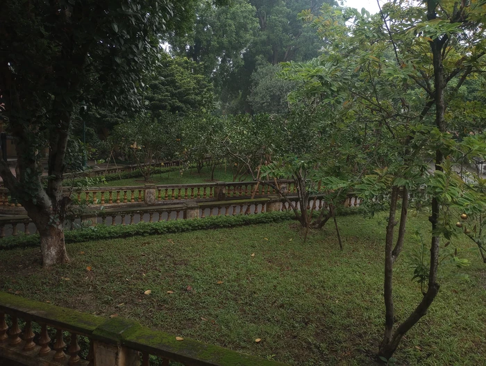 trees on citadel grounds