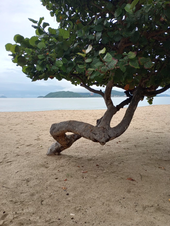 ocean with tree