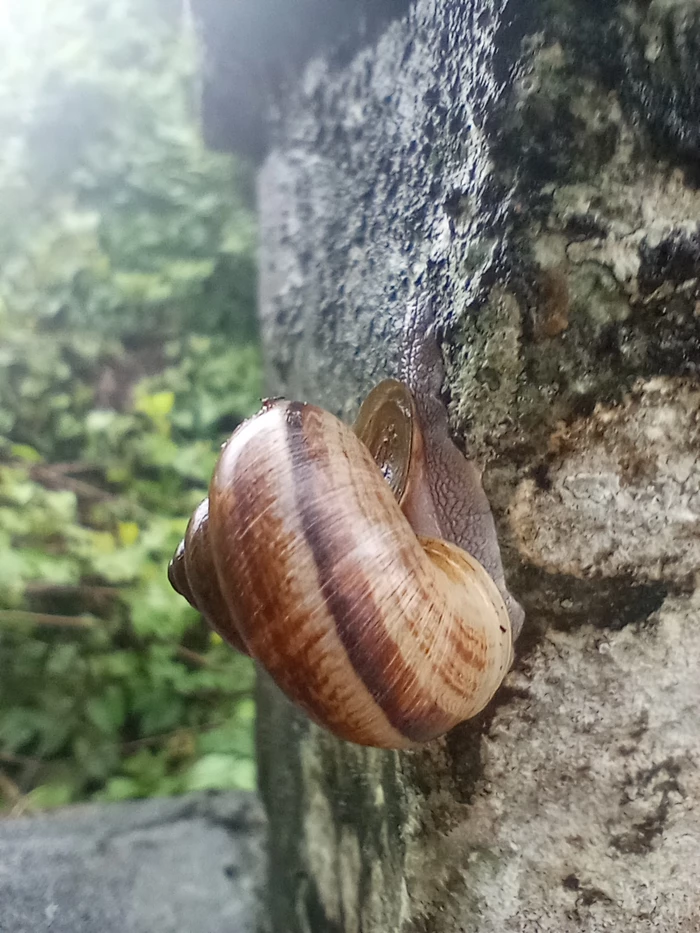 snail