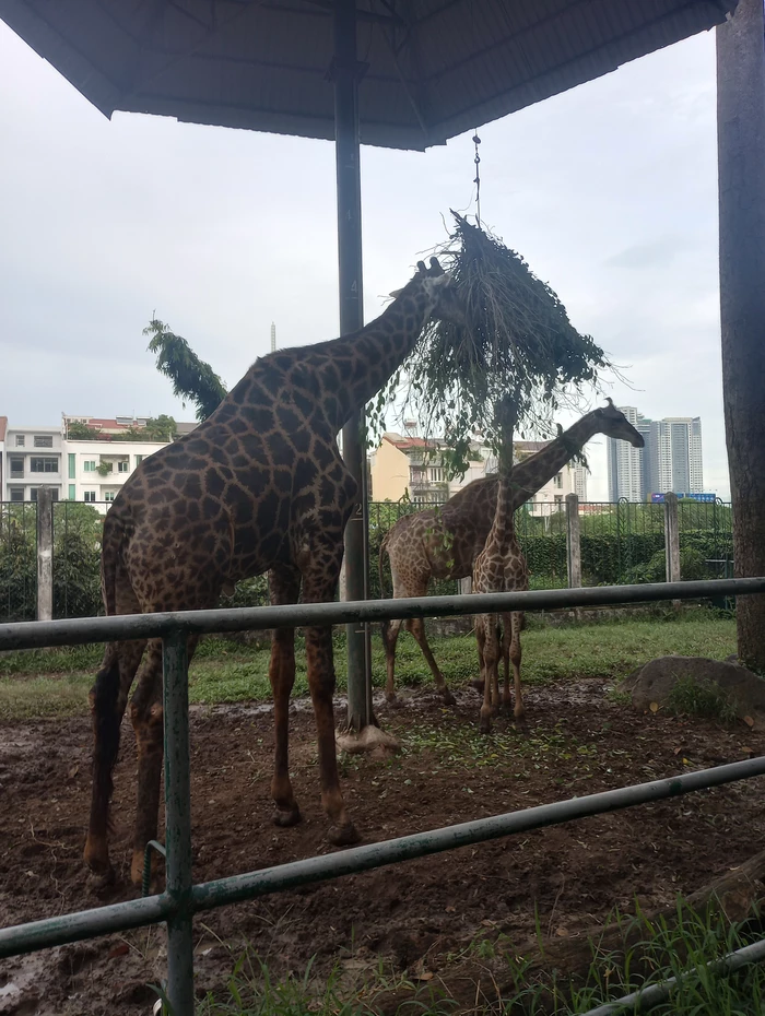 giraffes 1/2