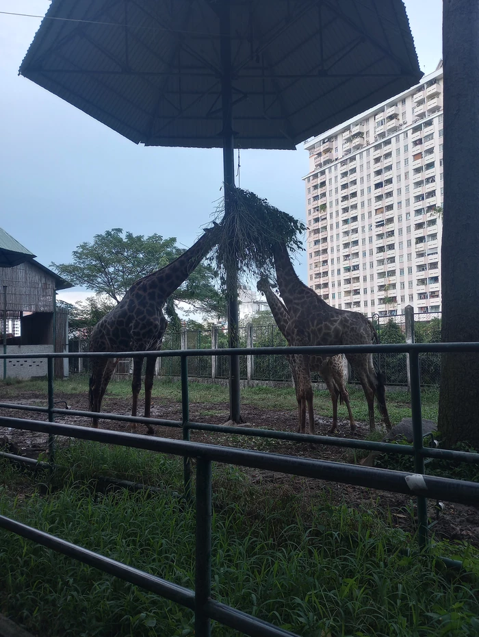 giraffes 2/2