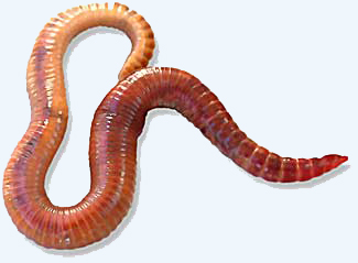 worm